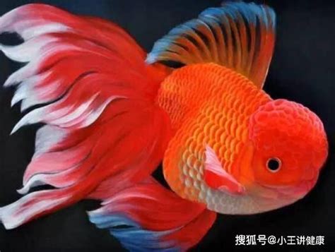 養什麼魚最好養|【好養的魚】好養的魚推薦！新手養魚必看懶人包，打。